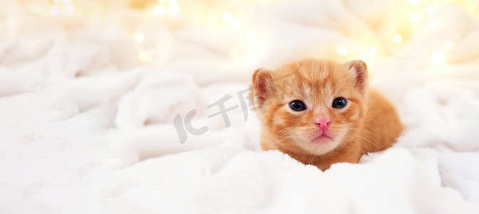 浅色love摄影照片_横幅小圣诞橙色小猫在浅色柔和的背景上甜蜜地晒着圣诞花环。