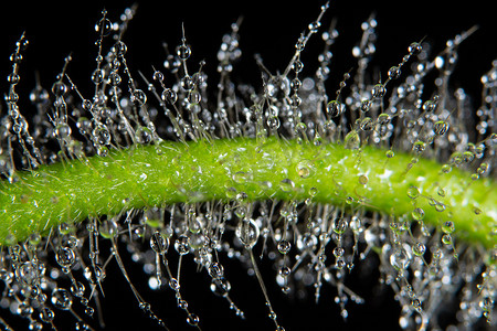 植物上的宏观水滴