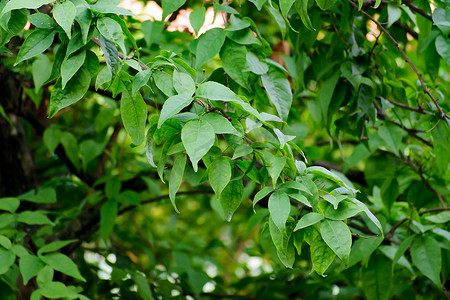 室外圣诞背景摄影照片_绿杨树在花园里留下特写。