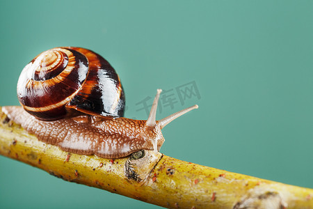段塞摄影照片_绿色背景中，一只长着角和棕色壳的大蜗牛沿着树枝爬行
