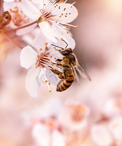 小蜜蜂为樱花授粉