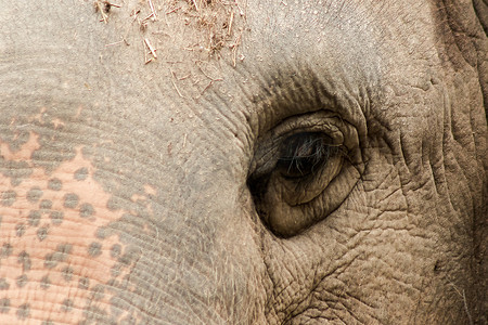 大象是眼睛很小的动物。