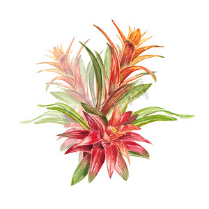 热带凤梨科植物，有红色和绿色的叶子，手绘水彩。