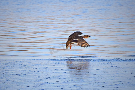 免费涟漪摄影照片_一只野鸭在水面上飞翔
