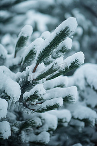 圣诞常青松树覆盖着新鲜的雪