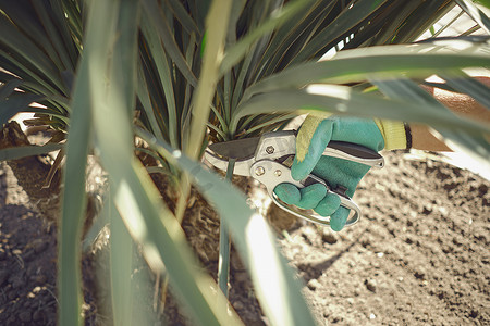 戴着彩色手套的未知人类的手正在阳光明媚的花园里用修枝剪切割绿色丝兰或小棕榈树。