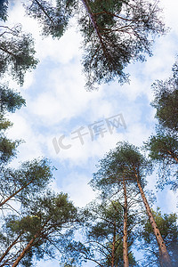 抬头森林视角。从地面看蓝天高大的松树。自然保护区常绿原始森林中高大老树的底视图。非常大和高大的树的风景