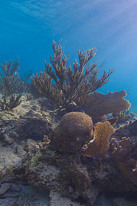 加勒比珊瑚礁