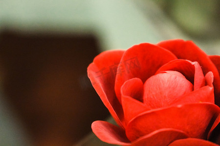 英国汉普郡花园中心一朵孤独的红色郁金香的特写。