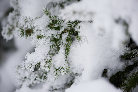 圣诞常青松树覆盖着新鲜的雪