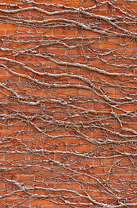 白雪覆盖的藤蔓背景纹理覆盖的红砖墙