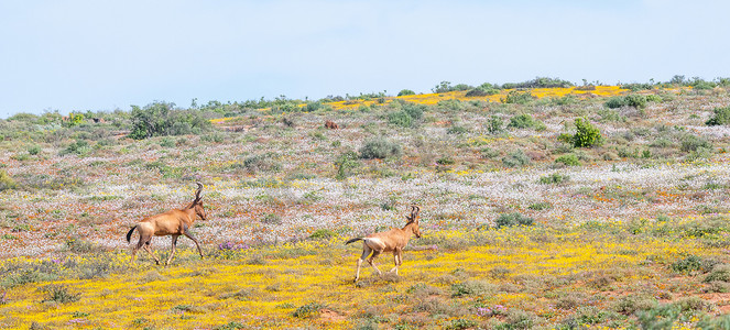 本土花卉之间的红色狷羚
