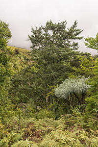 树蕨摄影照片_德拉肯地区的黄木树、Kiepersol 山和树蕨