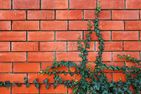 爬山虎背景墙摄影照片_红砖墙上的常春藤植物。