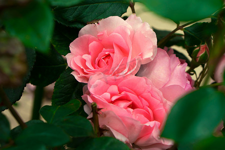 花瓣摄影照片_植物绿叶背景上粉色花瓣的灌木玫瑰的开放芽