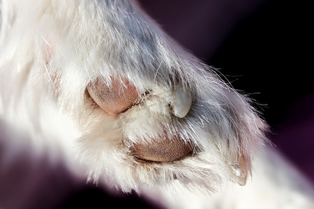 狗爪子摄影照片_狗的爪子的特写