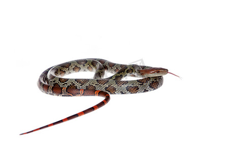 人动物生物摄影照片_花鼠蛇上白色孤立