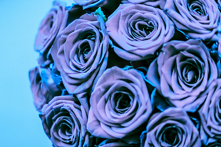 蓝玫瑰摄影照片_魅力奢华的蓝玫瑰花束，鲜花盛开，作为花卉假日背景