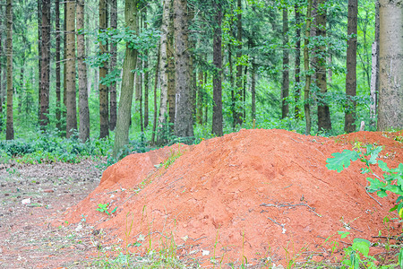 静默摄影照片_红粘土与路径绿色植物树木森林德国。