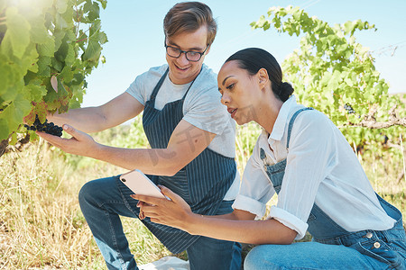 收获时，农民和团队合作，同时使用手机在葡萄园中采摘新鲜的红葡萄。