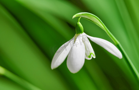 纯白色雪花莲或雪莲花特写镜头在绿色复制空间背景下绽放。