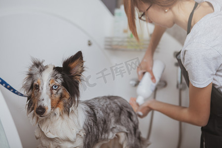 女美容师在洗澡时给可爱的狗洗澡