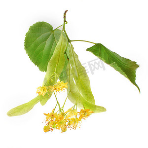 椴树 (Tilia platyphyllos / cordata) 叶子和花朵在白色背景下分离