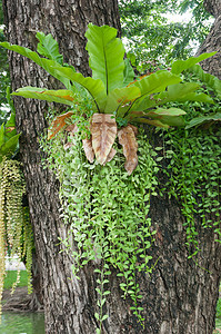 泰国曼谷城市公园的鹿角蕨