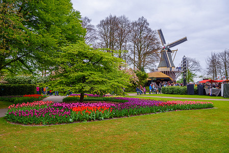 荷兰利瑟库肯霍夫公园的大型复古石风车和郁金香