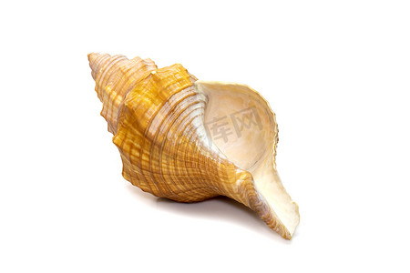 梯形马海螺 / 条纹狐狸海螺贝壳 (Pleuroloca trapezium) 的图像在白色背景下被隔离。