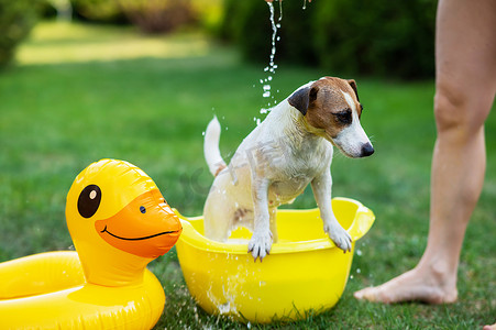 主人在绿色草坪上的黄色水盆里给杰克罗素梗犬洗澡。