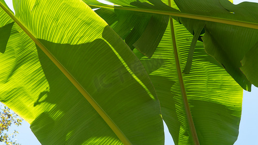 绿色浮雕摄影照片_大片绿色香蕉叶映衬天空，背景