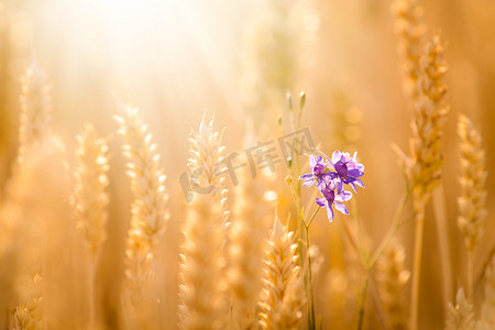 金黄背景摄影照片_金黄成熟麦穗之间的小紫罗兰花