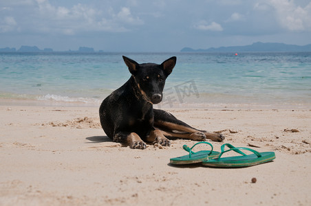 普吉岛海滩上带绿色拖鞋的黑狗
