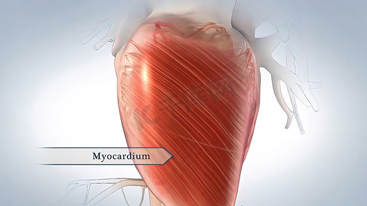 心脏的肌肉层称为心肌，由心肌细胞组成。