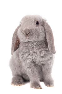 灰色垂耳兔雷克斯品种