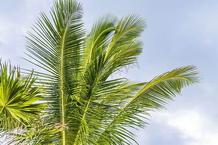 玛雅人摄影照片_墨西哥热带天然棕榈树椰子蓝天。