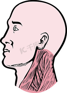 人体解剖学头颈部肌肉