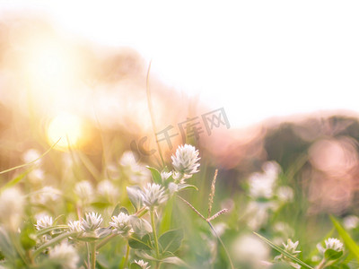 软焦点野草花，特写软焦点一点野花草在日出和日落背景温暖的复古色调。