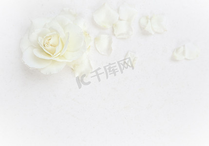 美丽的白玫瑰和白色背景上的花瓣。