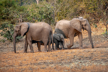 非洲河沙岸上大象一家与幼崽的惊人特写