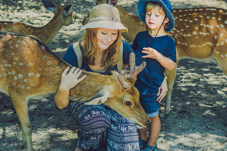 喂鹿摄影照片_母子在热带动物园用手喂美丽的鹿