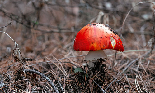 飞木耳蘑菇在树林里