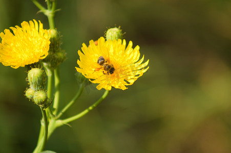 蜜蜂为背景模糊的多年生苦菜黄花授粉的特写