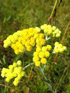 黄色绿色花朵摄影照片_蜡菊的黄色花朵