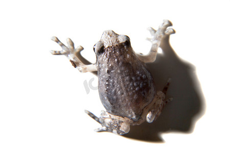 青蛙跳摄影照片_孤立在白色背景上的带状牛蛙