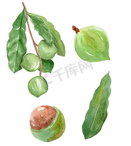 水彩手绘澳洲坚果水果和坚果，绿叶设置隔离在白色背景上