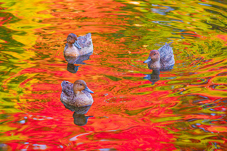 水面鸭子摄影照片_鸭子和秋叶出现的池塘