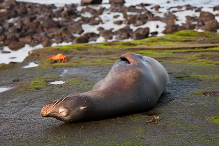 加拉帕戈斯群岛长满青苔的岩石上沉睡的海豹