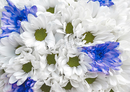 婚礼花束纹理背景中的白色和蓝色鲜花，特写